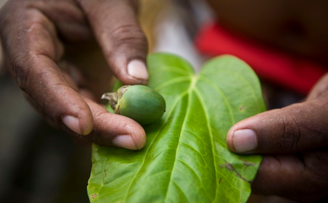 一则关于"槟榔"的消息引发"口水战",有人认为能吃,也有人在狡辩,自己