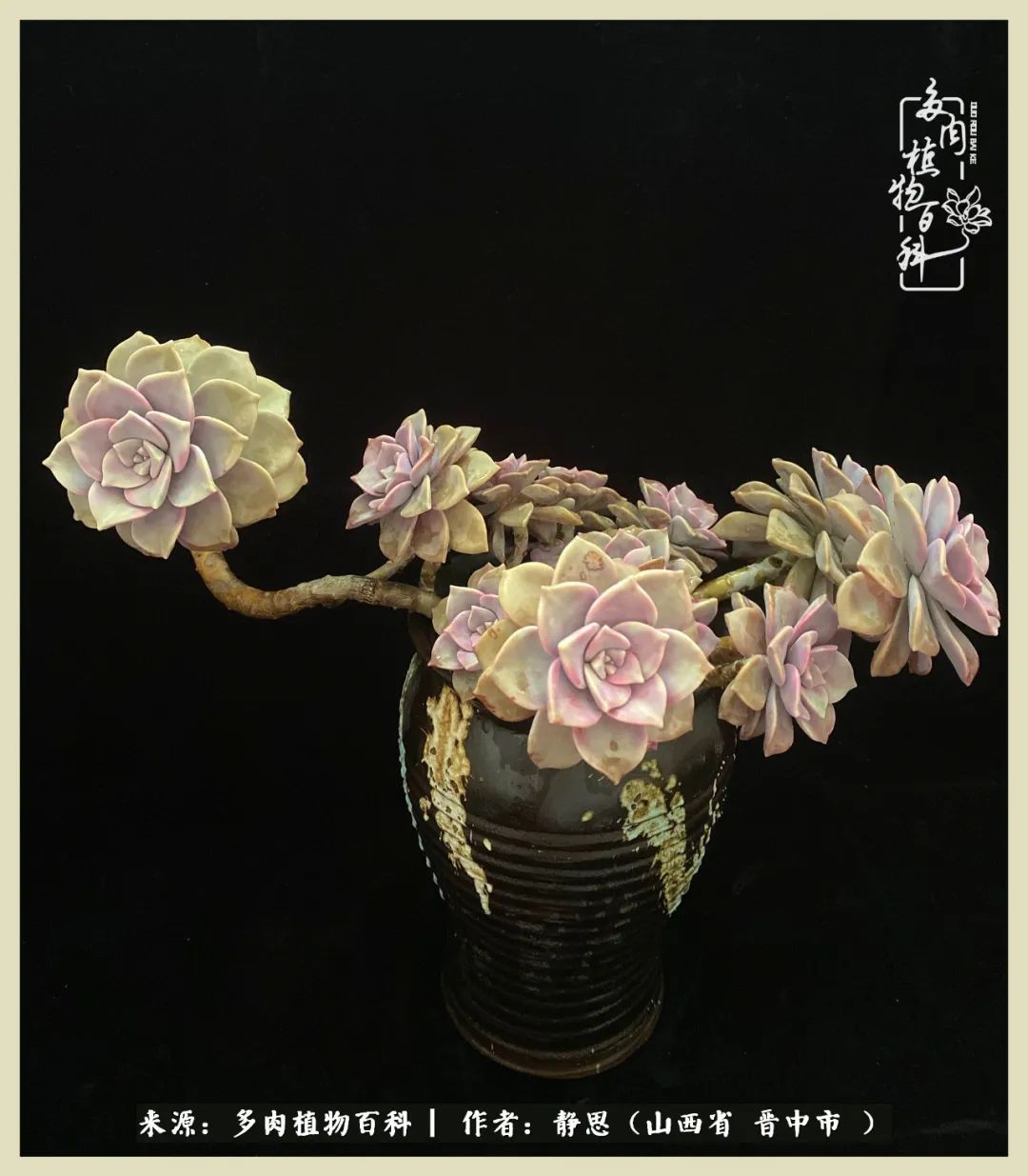 这低谷的一年,感谢多肉的陪伴