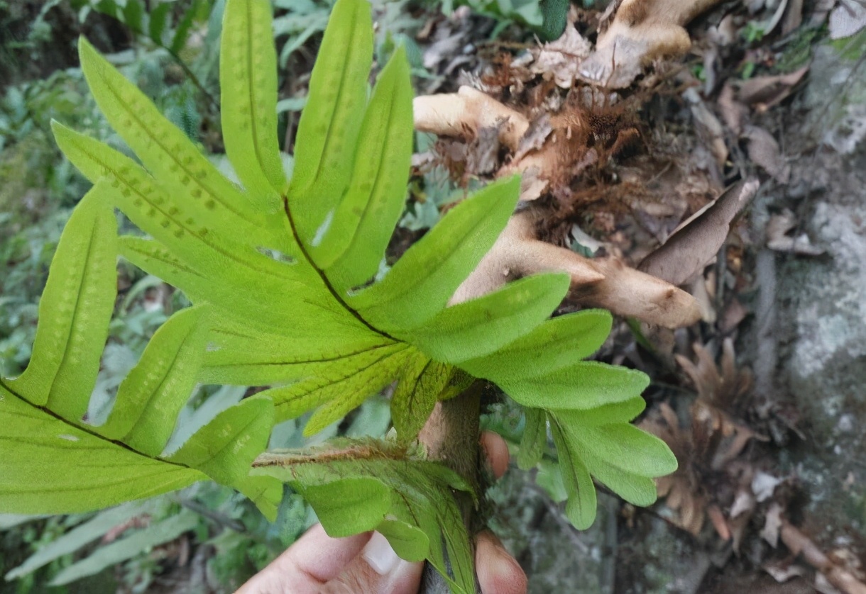 “宝藏植物”骨碎补：根块像生姜，常寄生枯树上，见到别随意采挖