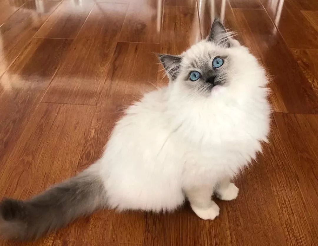 兽医告诉你：如何判断小猫的年龄，一般看这5个地方就懂了