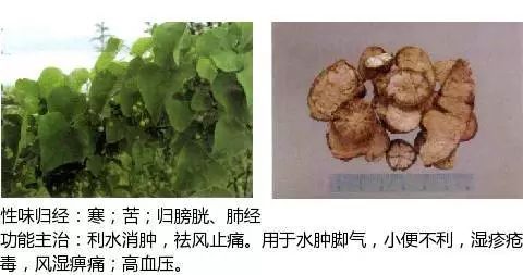 300个中草药图谱（附主治功效），知道一半就太牛了（上）