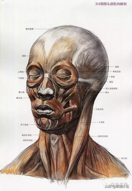 画好头像素描的内功秘籍