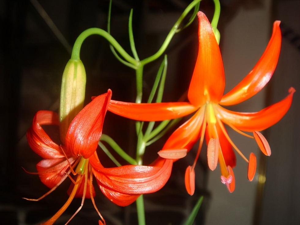 山丹丹花图片高清(山丹花的分布区域和特征)