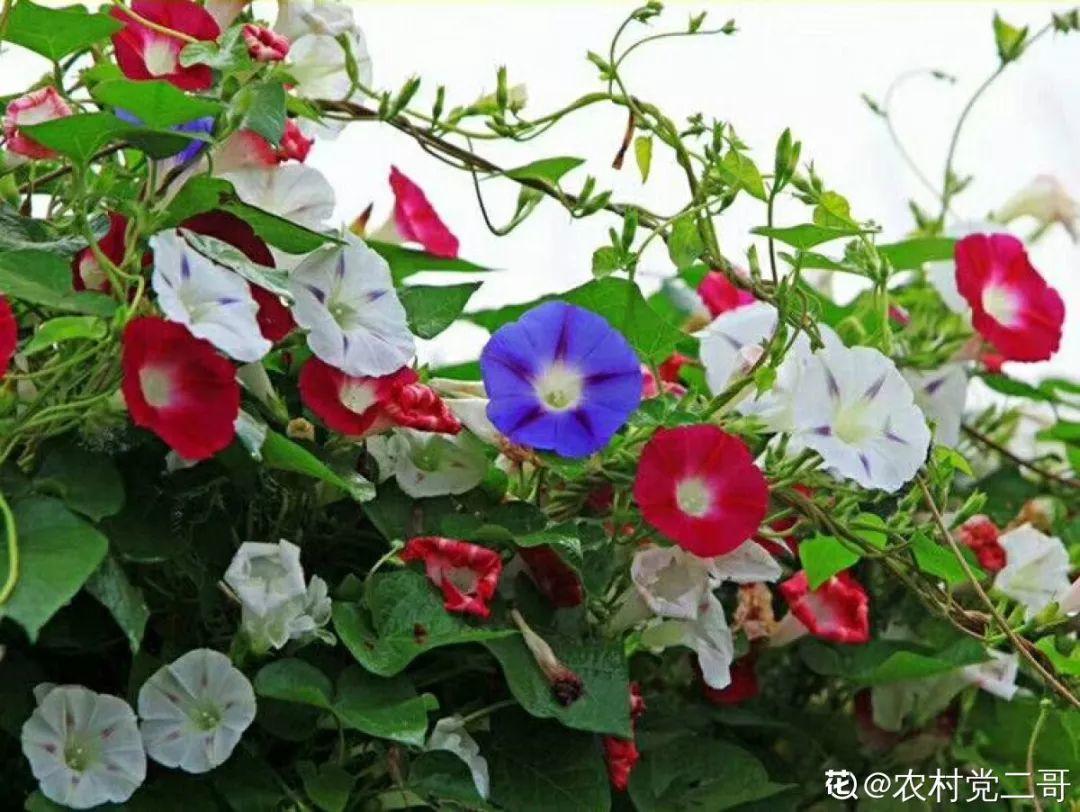12种生肖花,快看看哪种属于你