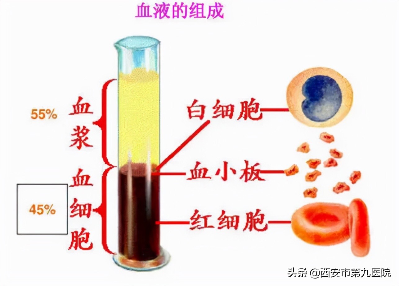 人血细胞结构示意图图片