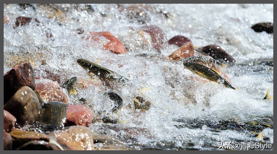 青海湖的湟鱼，上百万年的进化退去鳞片，却经不起人类数年的捕捞