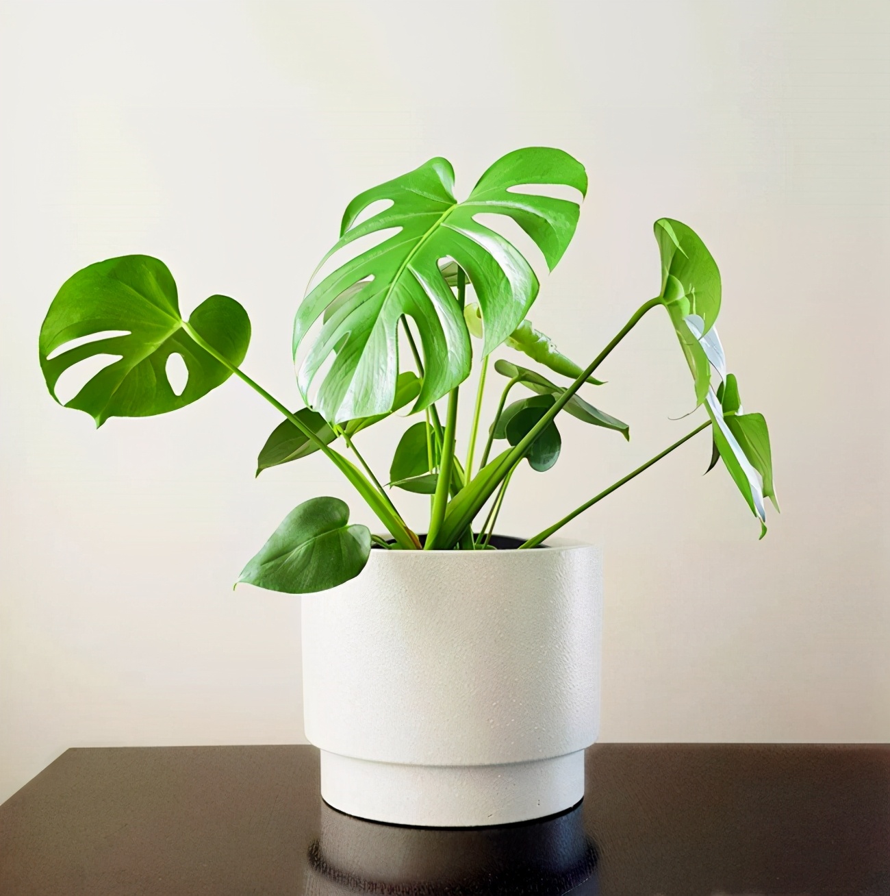 龟背竹杆子怎么养不容易死专业回答