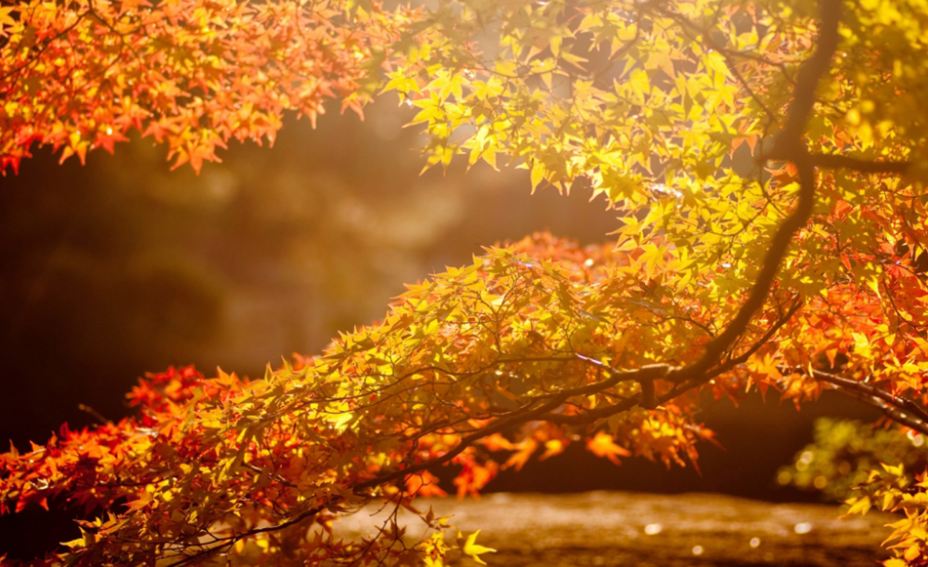 初秋的诗句优美初秋的唯美诗句