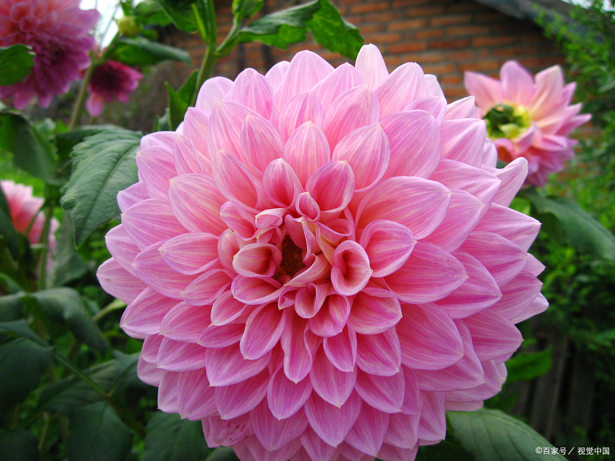 要想大丽花矮壮开花多,浇水方法很重要,阳光和施肥也要注意