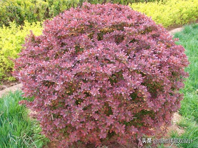 红花玉芙蓉（35种常见的球类灌木植物介绍）