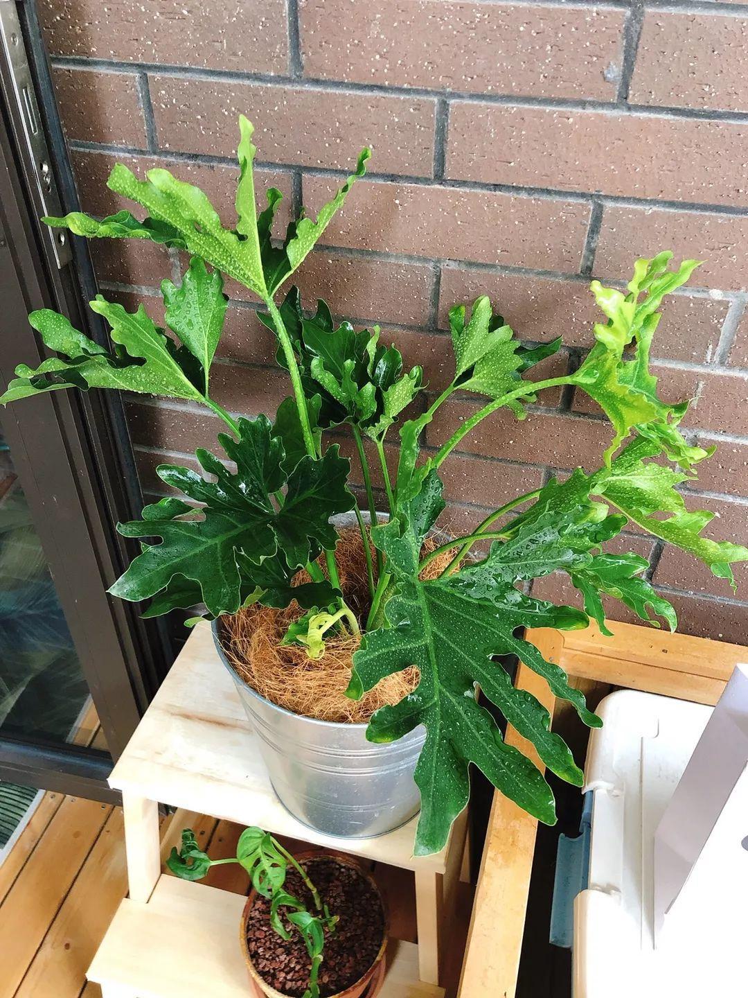 20种耐阴花,比绿萝好养,摆客厅名贵又有范儿