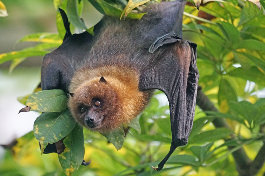 蝙蝠是什么动物 会飞的蝙蝠属于哪类动物-诚智百科网