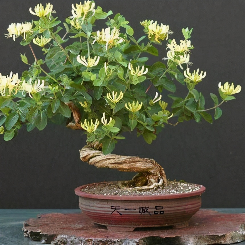 盆景藤蔓植物金银花养护实用指南