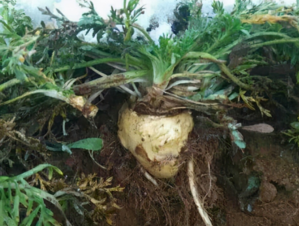 玛卡价格多少钱一斤(大起大落) - 价格百科