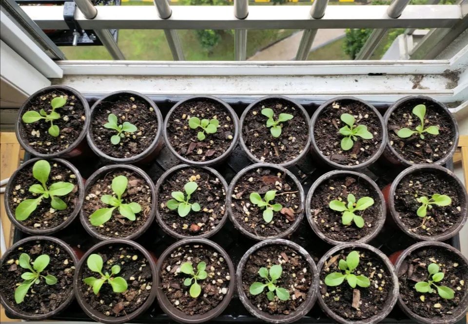 养牵牛花六年了,总结出这3点,从播种到开花,都是顺顺利利的