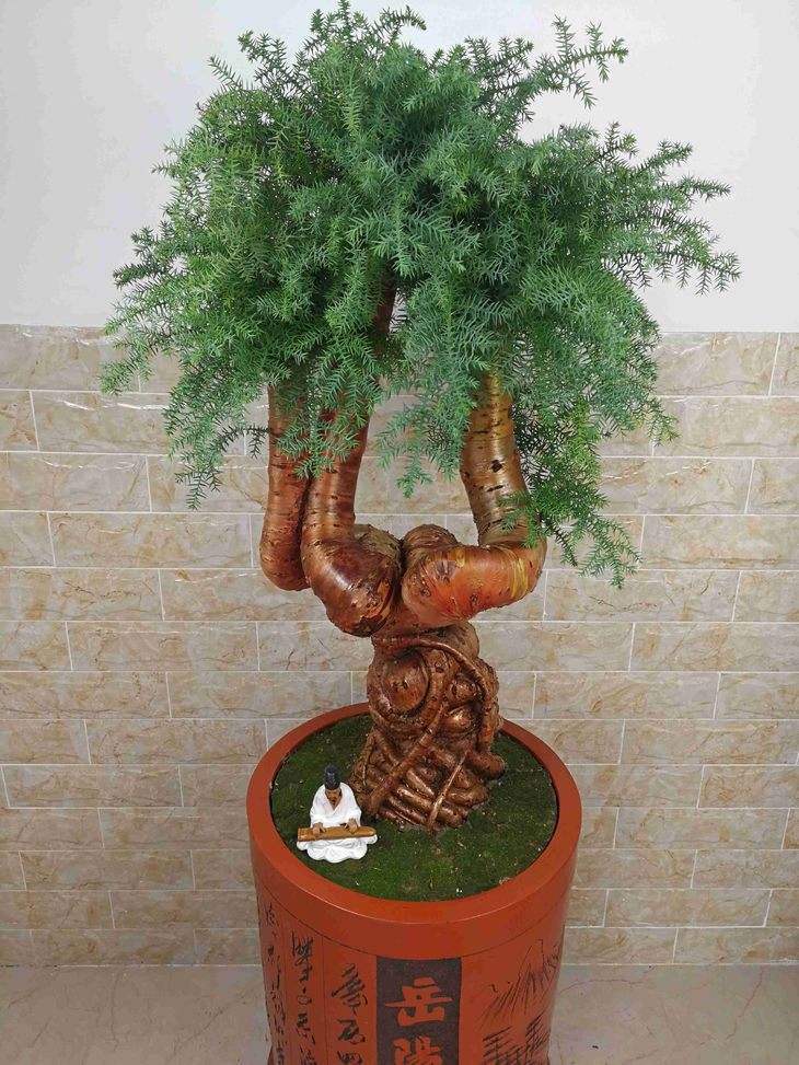 所谓澳洲杉其实就是细叶南洋杉,生长状态好的情况下,能长到两米之高