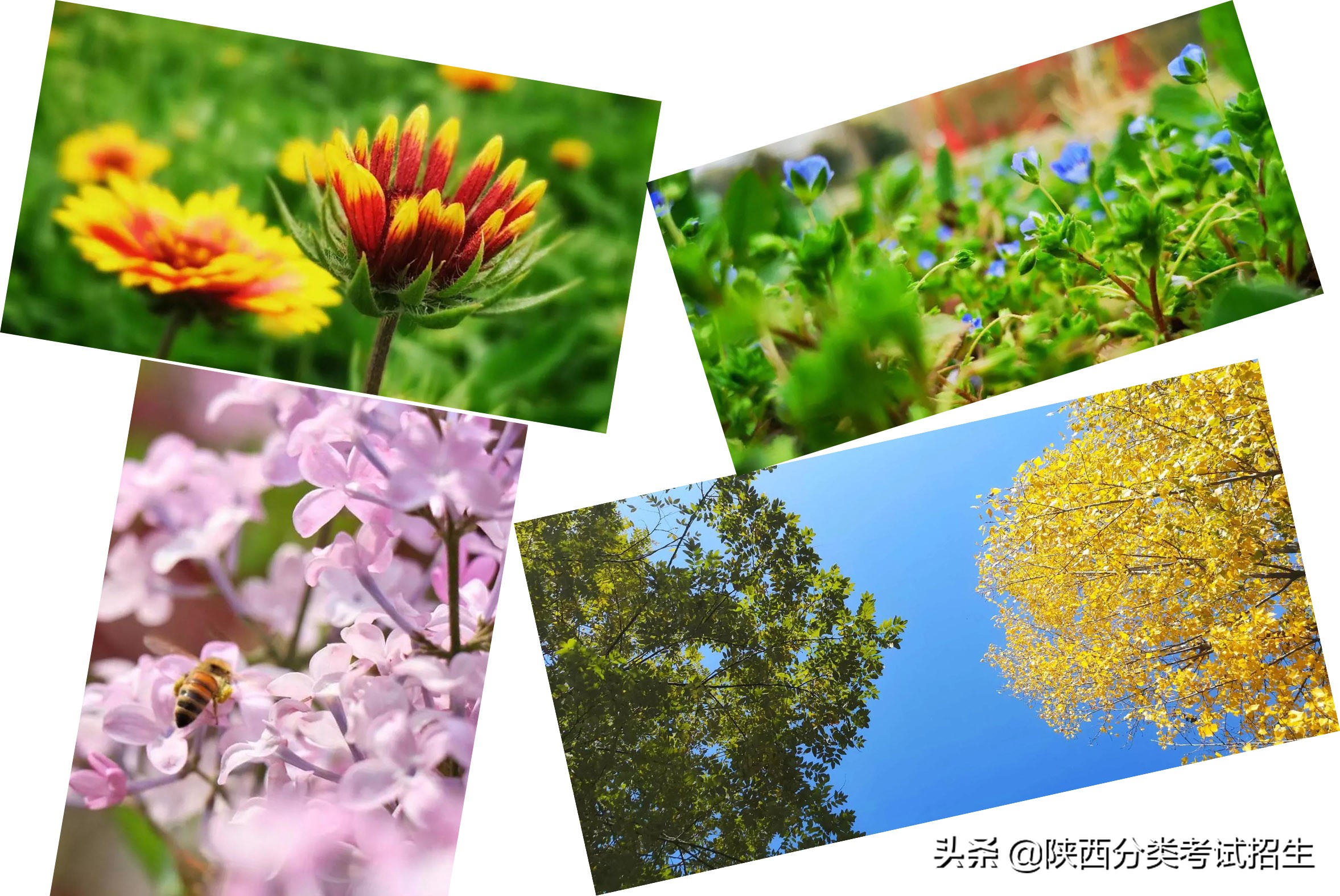 实事求是 朝气蓬勃 ‖ 陕西青年职业学院