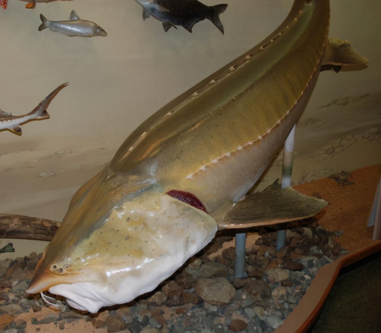 鳇鱼多少钱一斤(渔民捕获达氏鳇鱼,被国家以22万元收