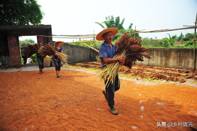 高粱是什么粮食（3点原因告诉你为什么种植越来越少）