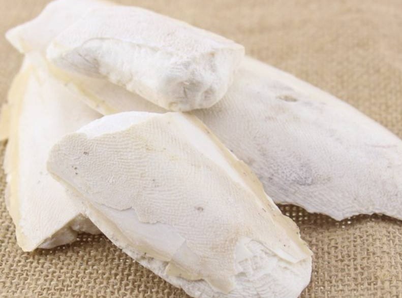 《本草精荟》:止血止带:海螵蛸的功效与应用