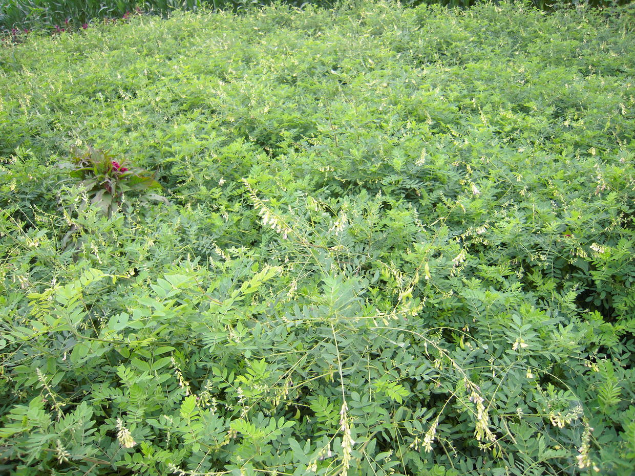 黄芪是长什么样的（山沟沟里常见的杂草叫黄芪）