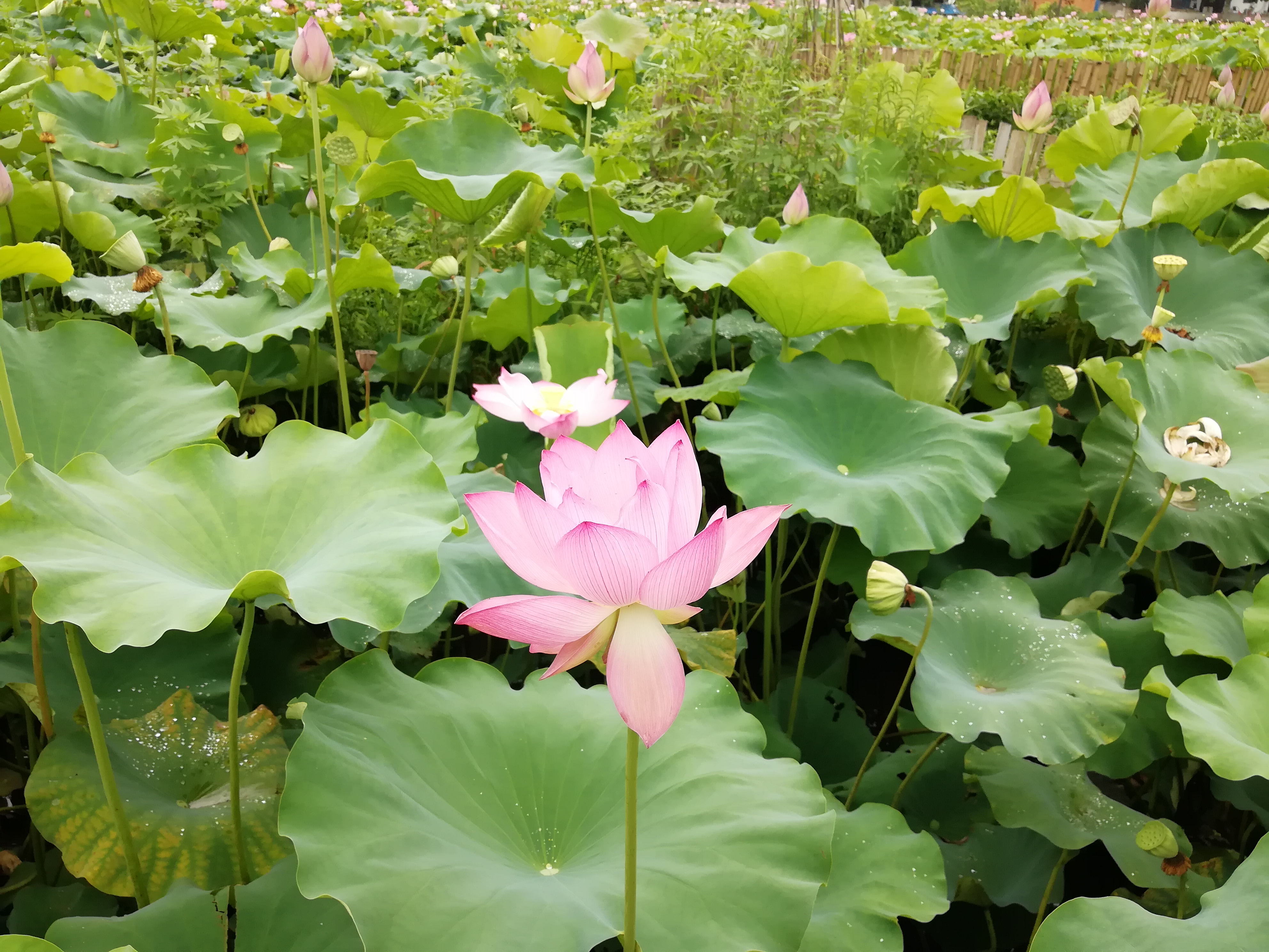 撷菜里山村 悠然见农场--安徽农业大学学子深入里山罗峰农场调研