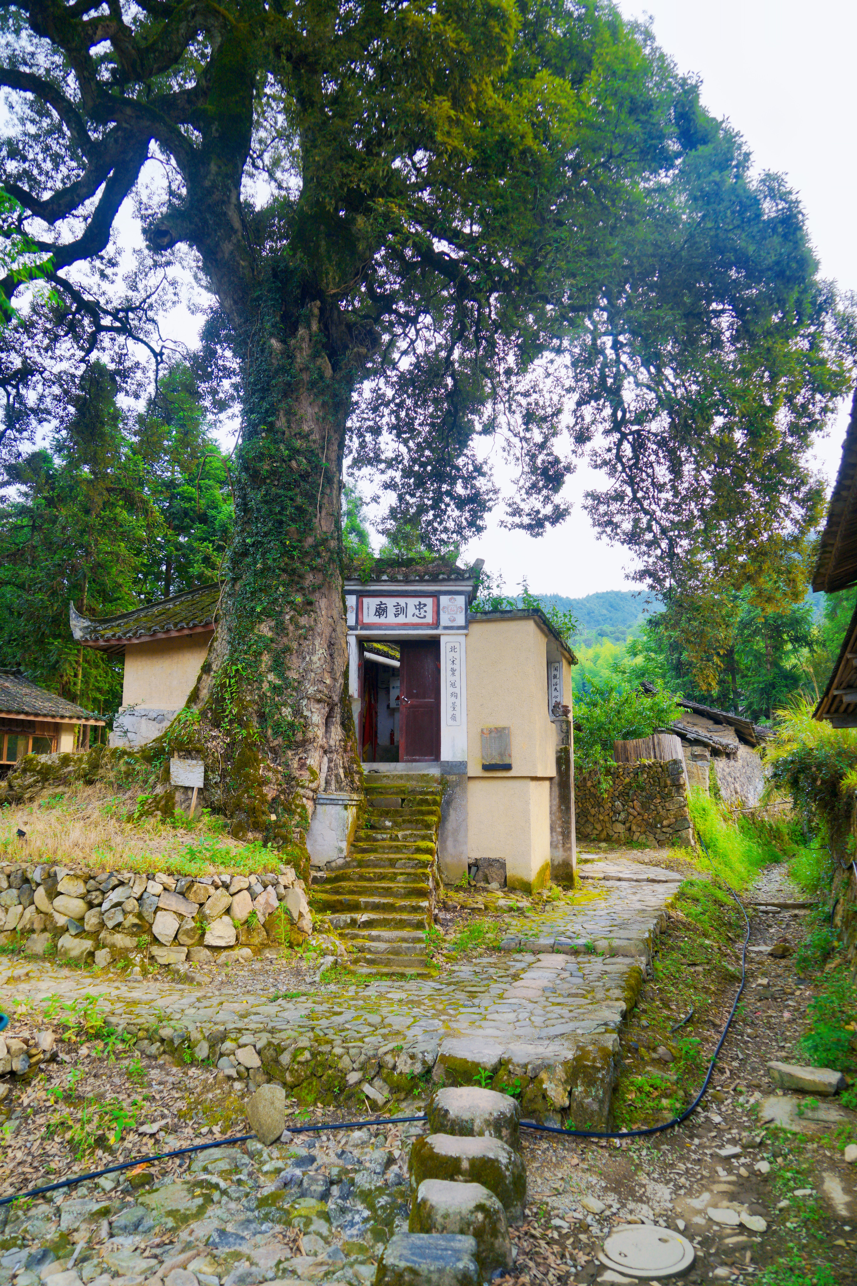 泰顺筱村有个徐姓古村落,村民却不姓徐,明星都曾到访