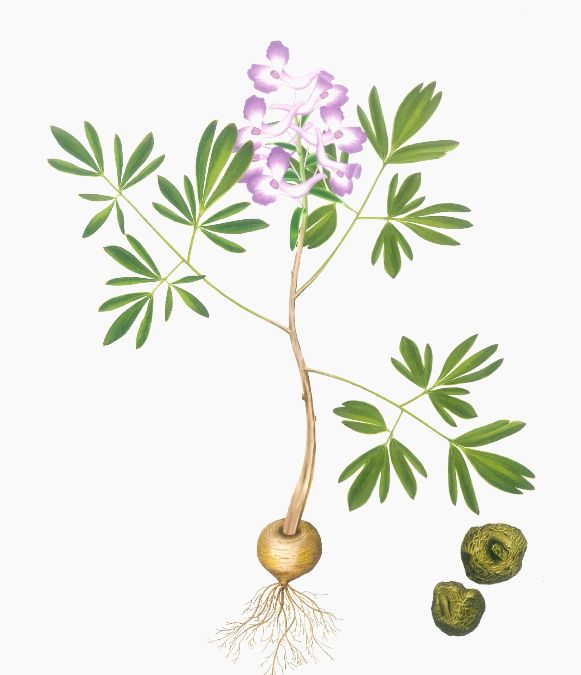 元胡(元胡中药的功效与作用)-我的快乐小窝