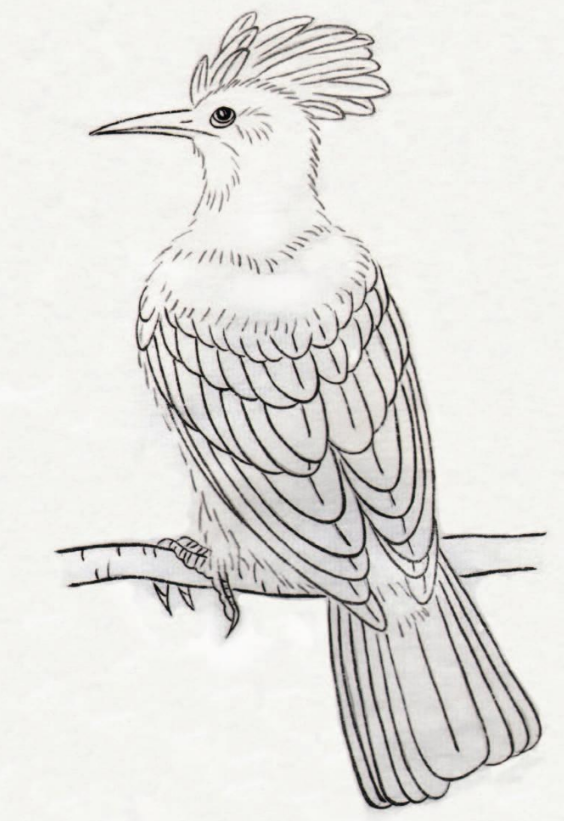 啄木鸟线描画图片