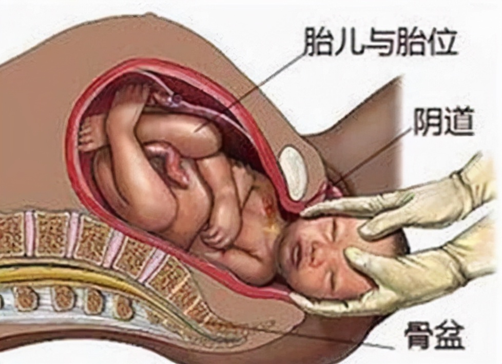 胎宝在肚子里的时候头向下不会头晕吗？第一个原因太让人感动了