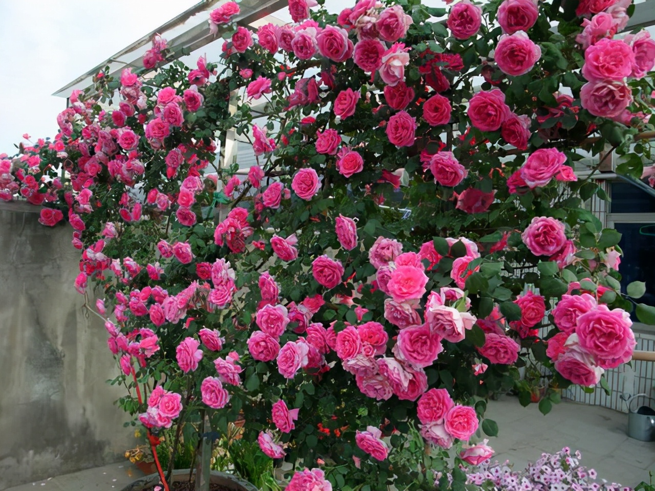 王妃月季图片值得入手的12款藤本月季