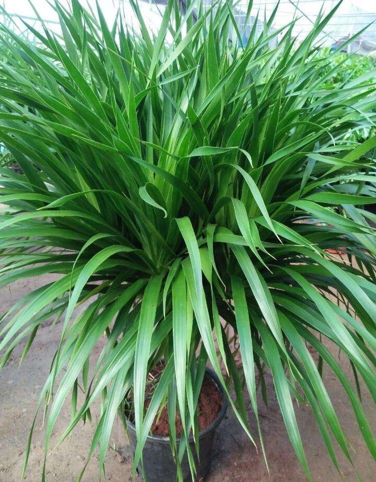 养龙须树有技巧,一边修剪一边扦插,一棵养出四五棵,棵棵如瀑布