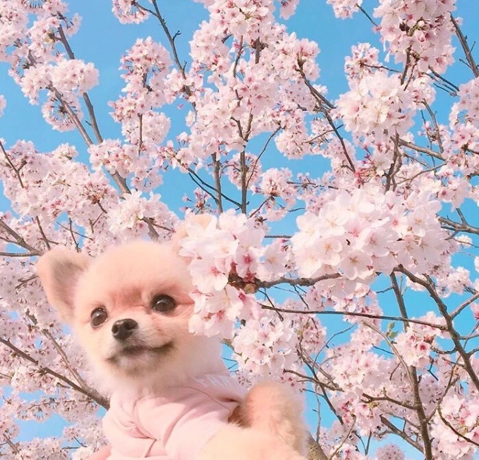 宠物小百科——博美