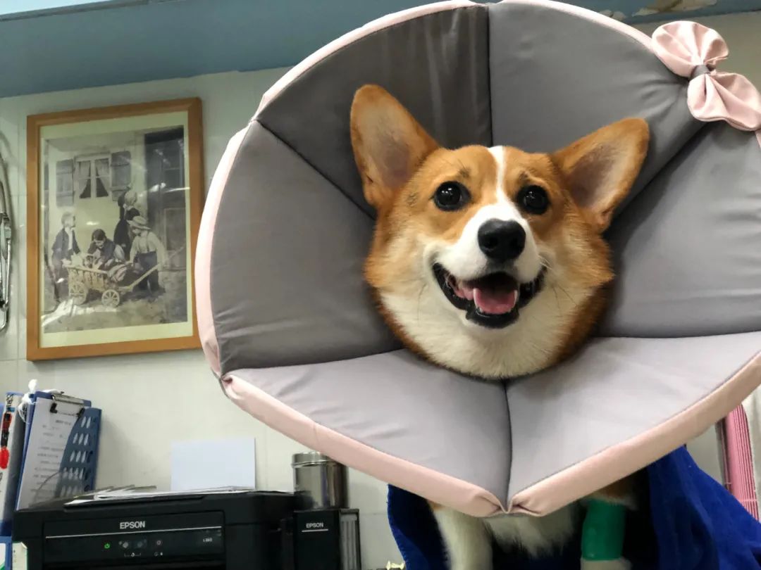 6种狗狗小时候和长大的对比！阿拉斯猪：岁月是把猪饲料