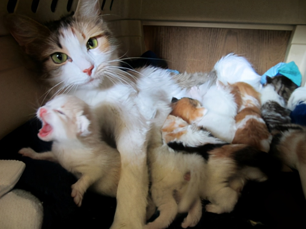小猫什么时候开始吃猫粮（幼猫的饲养注意事项）