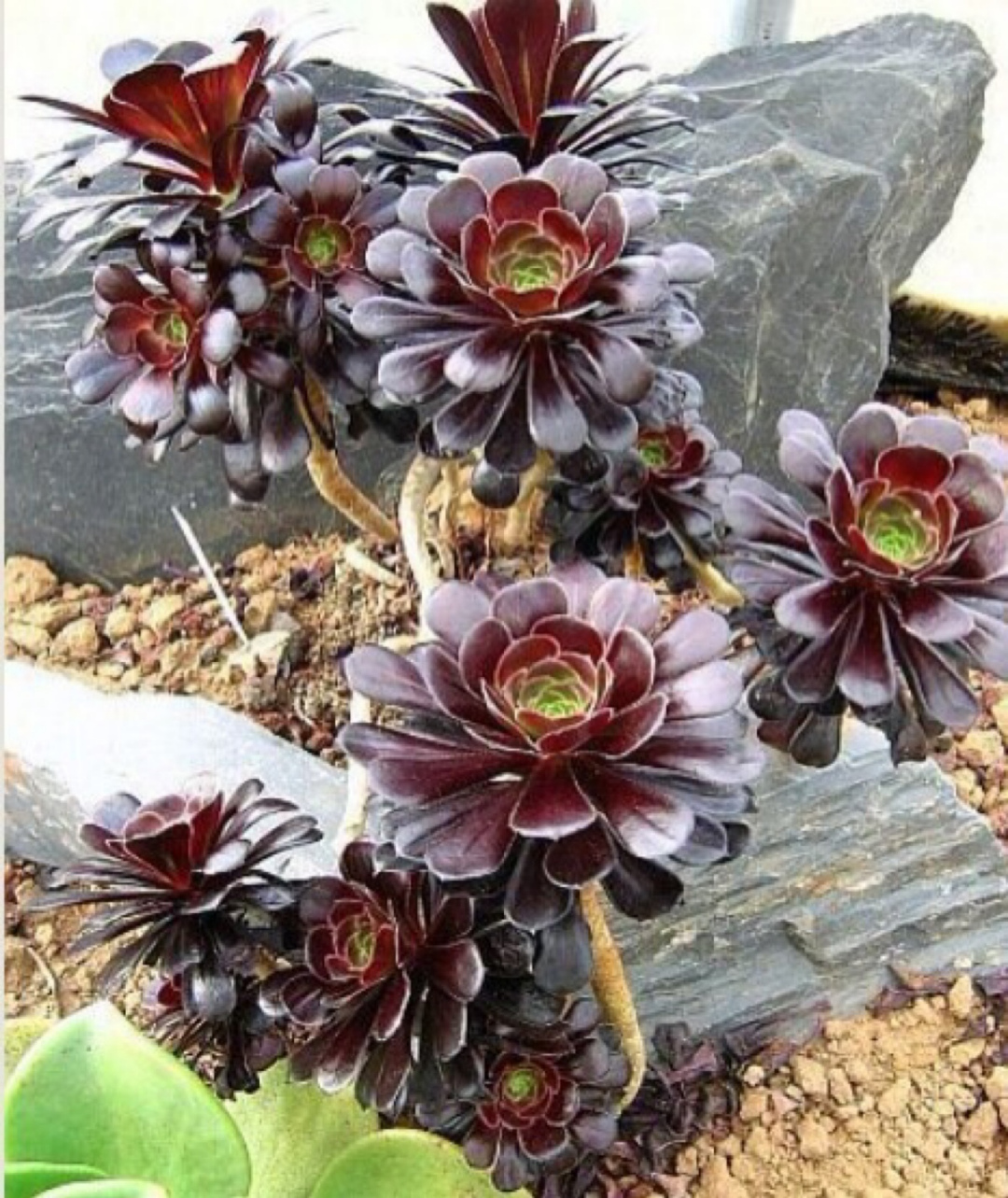 不常见的花与花语:黑法师花语_达一风水网