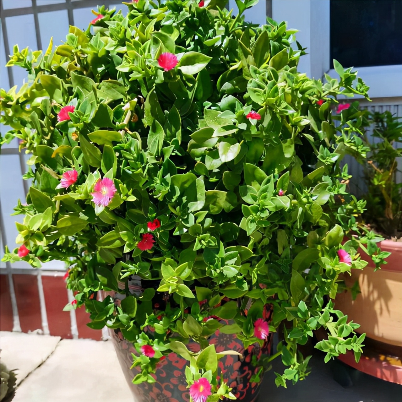 能“养人”的10种花，有的能吸废气、有的可以食用，种了不后悔