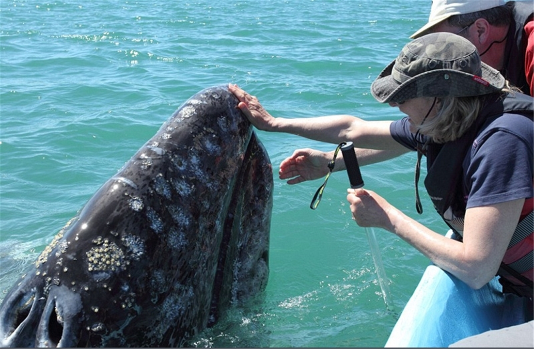 虎鲸救人(追杀蓝鲸吃海豹的虎鲸,人送外号"杀人鲸",为什么会积极救人?