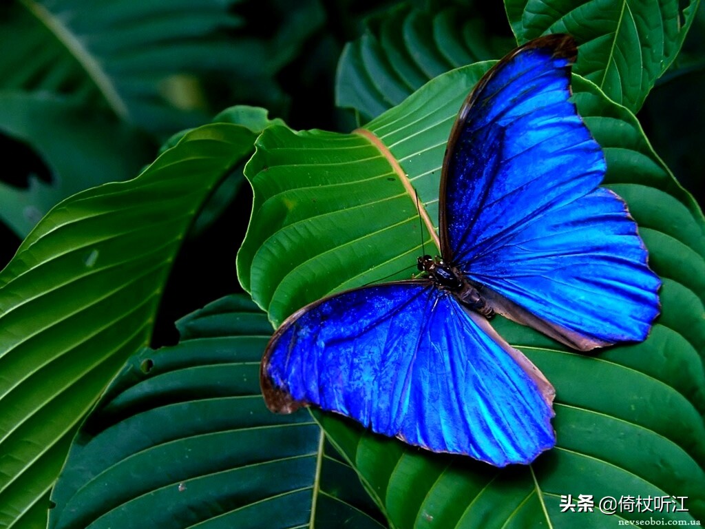 濛濛细雨中，蝴蝶自翩然