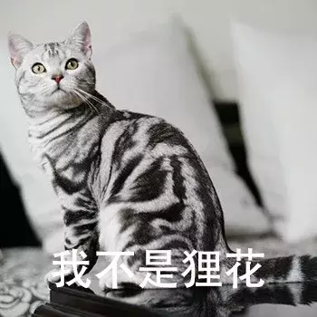新手第一次养猫,选择英短还是美短呢?总算搞清楚了