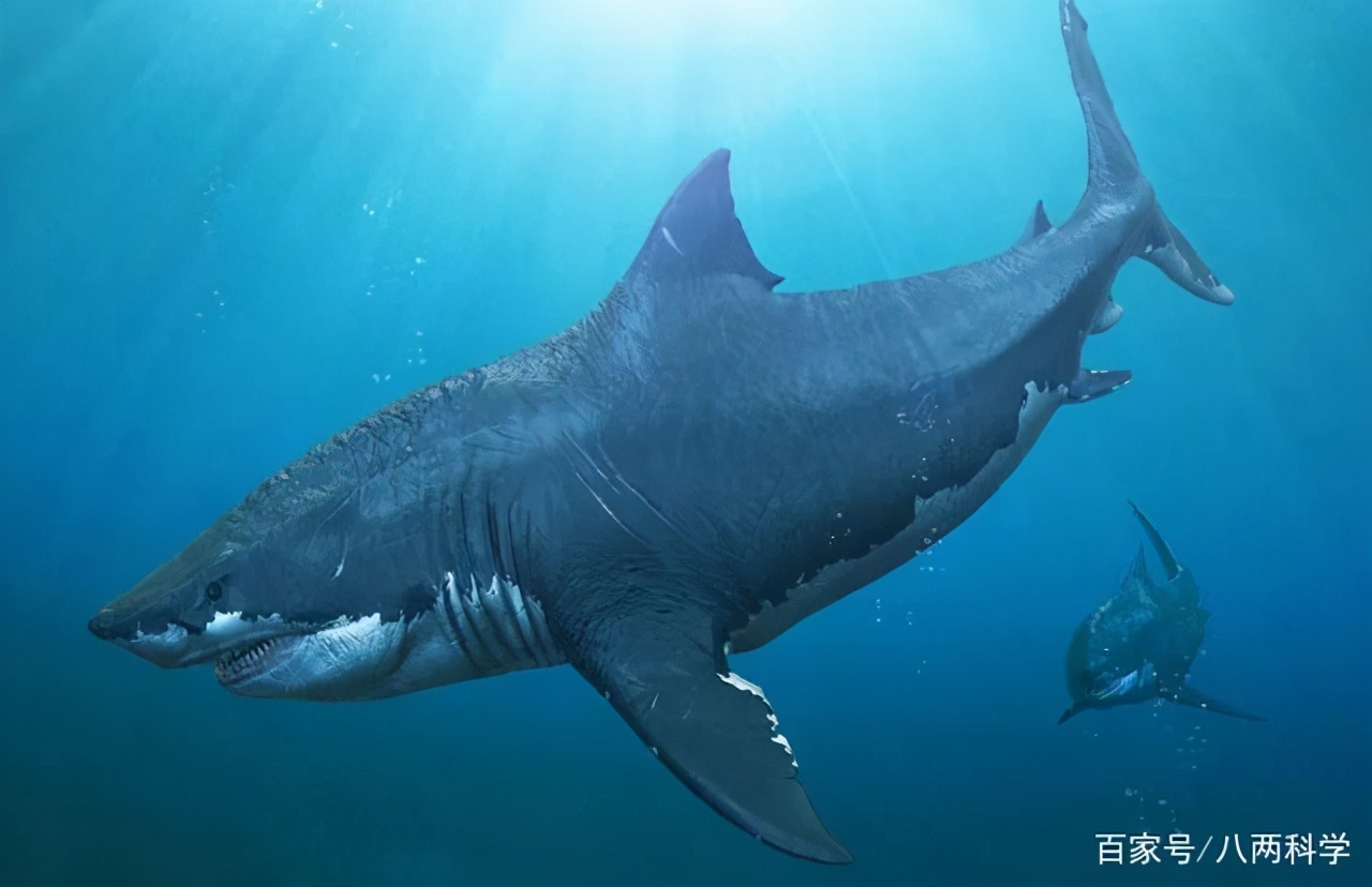 巨齿鲨从未灭绝?咬合力达18万牛的史前霸主,或躲在海洋最深处
