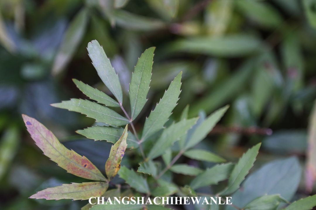 你好，湖南中医药大学！