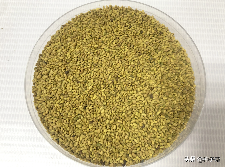 紫花苜蓿种子图片 紫花苜蓿种子多少钱一斤 帝思创