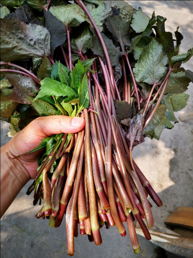 红叶菜的功效与作用-我的快乐小窝