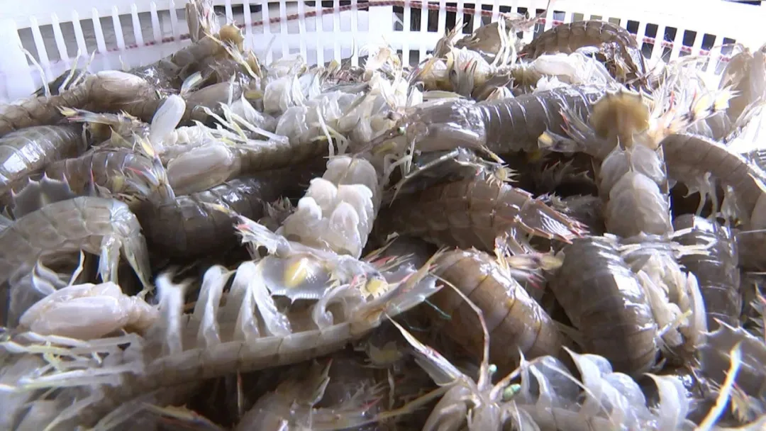 「特别聚焦」迁安人注意!这家海鲜店销售的皮皮虾不合格
