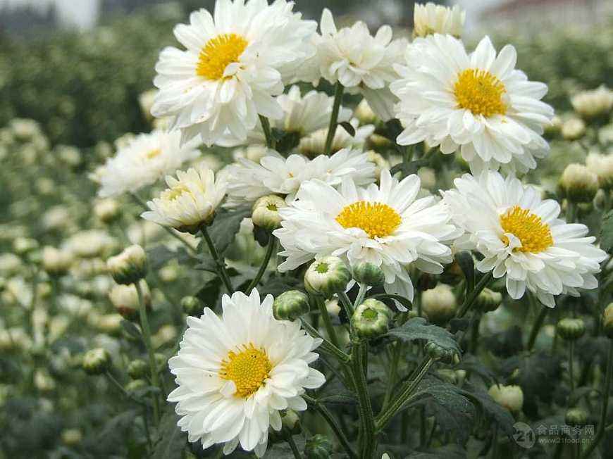 杭菊花的功效与作用（杭菊的经济价值及种植技术）