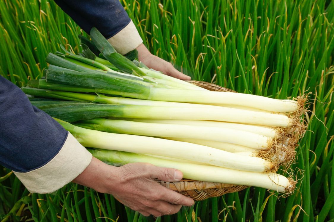 立冬补嘴空有讲究，多吃“6样宝”，营养补益，顺应时节平安入冬