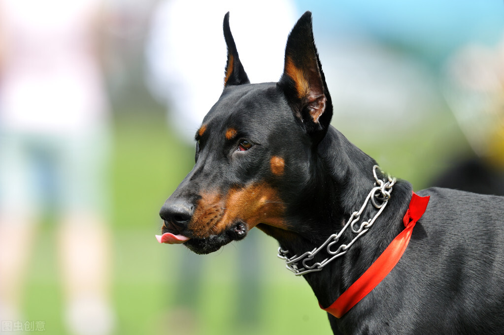 有一种犬 必须要经过人为的剪尾和断耳 你知道是什么品种吗 杜宾犬品种介绍杜宾犬衡量标准杜宾犬立耳问题为什么养杜宾犬的人少杜宾犬的优点和缺点杜宾犬 的饲养方法杜宾犬的身体护理杜宾犬的常见疾病