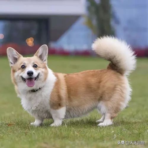 柯基为什么要断尾是怎么断尾的