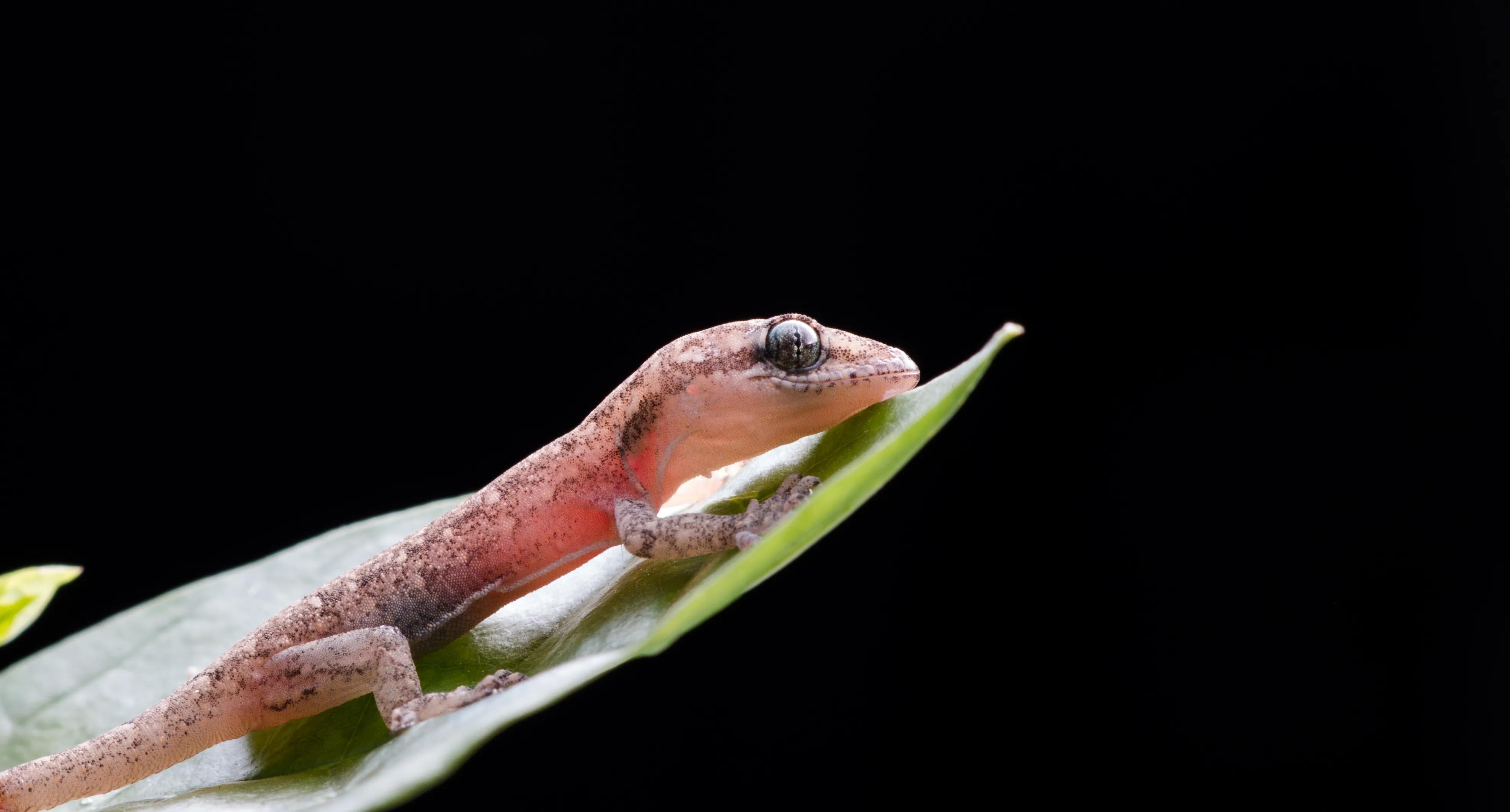 壁虎吃什么食物蔬菜及飞虫详解